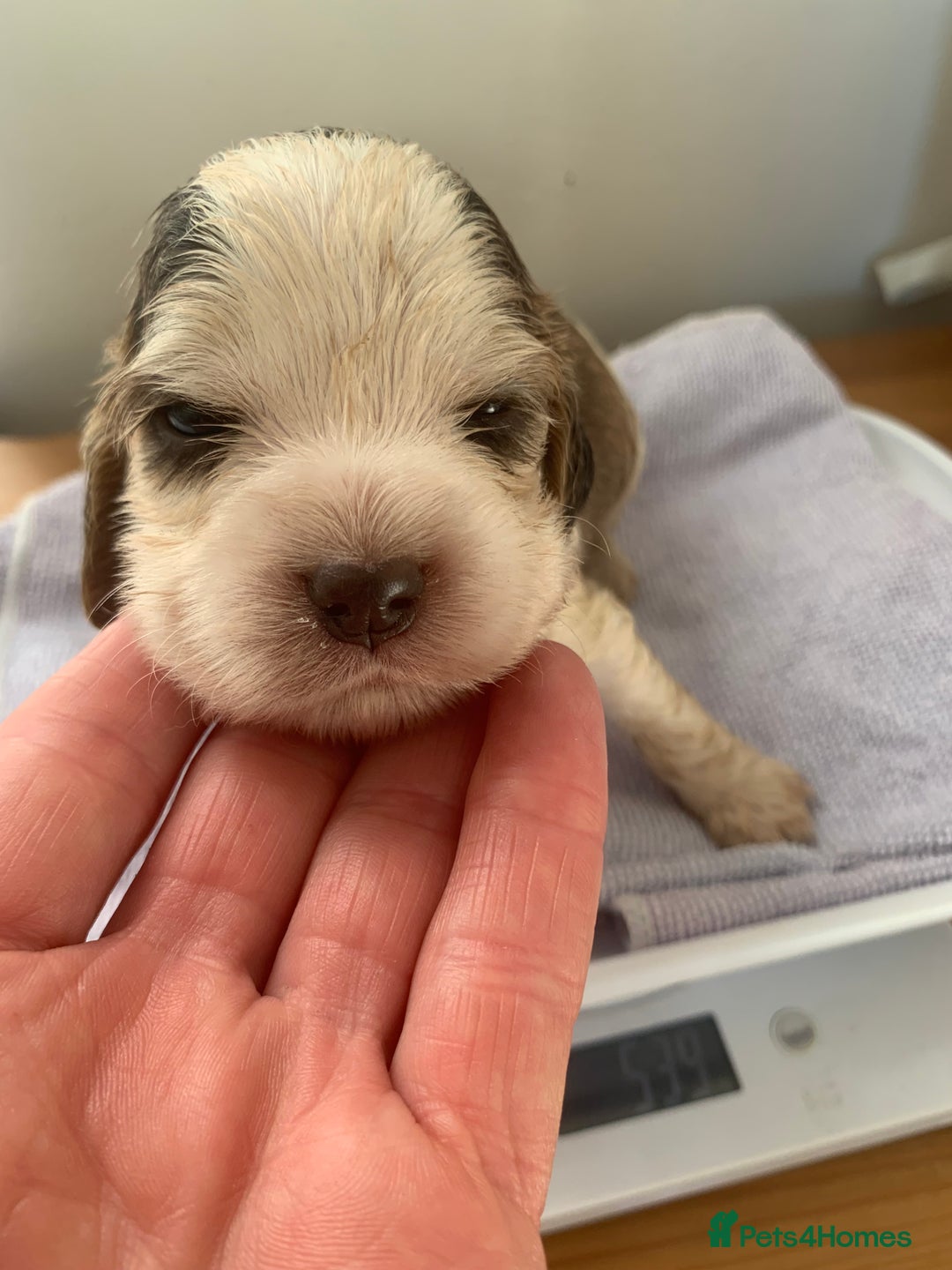 Cocker Spaniel dogs for sale: Beautiful show line cocker spaniel puppies  - Advert 19