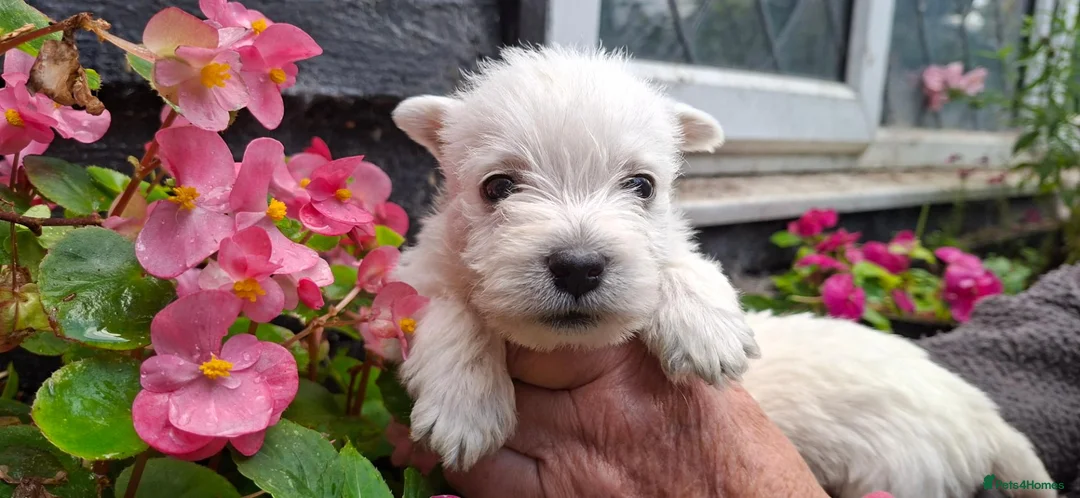West Highland Terrier dogs for sale: Stunning West Highland Terrier Puppies - Advert 2