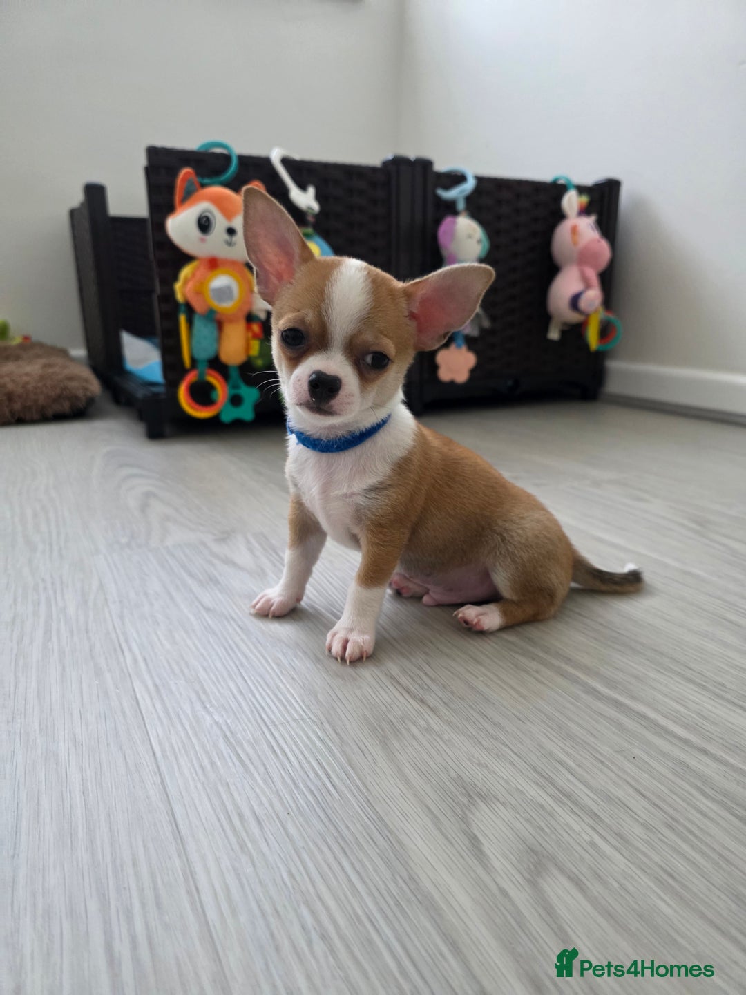 Chihuahua dogs for sale: Chihuahua Puppies 20TH  READY TO GO  - Advert 6