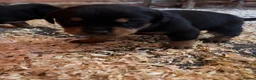 Rottweiler dogs for sale: Stunning Rottweiler Puppies  - Advert 14