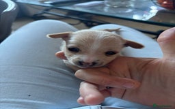 Jack Russell dogs for sale: Jack Russell puppies for sale - Image 4