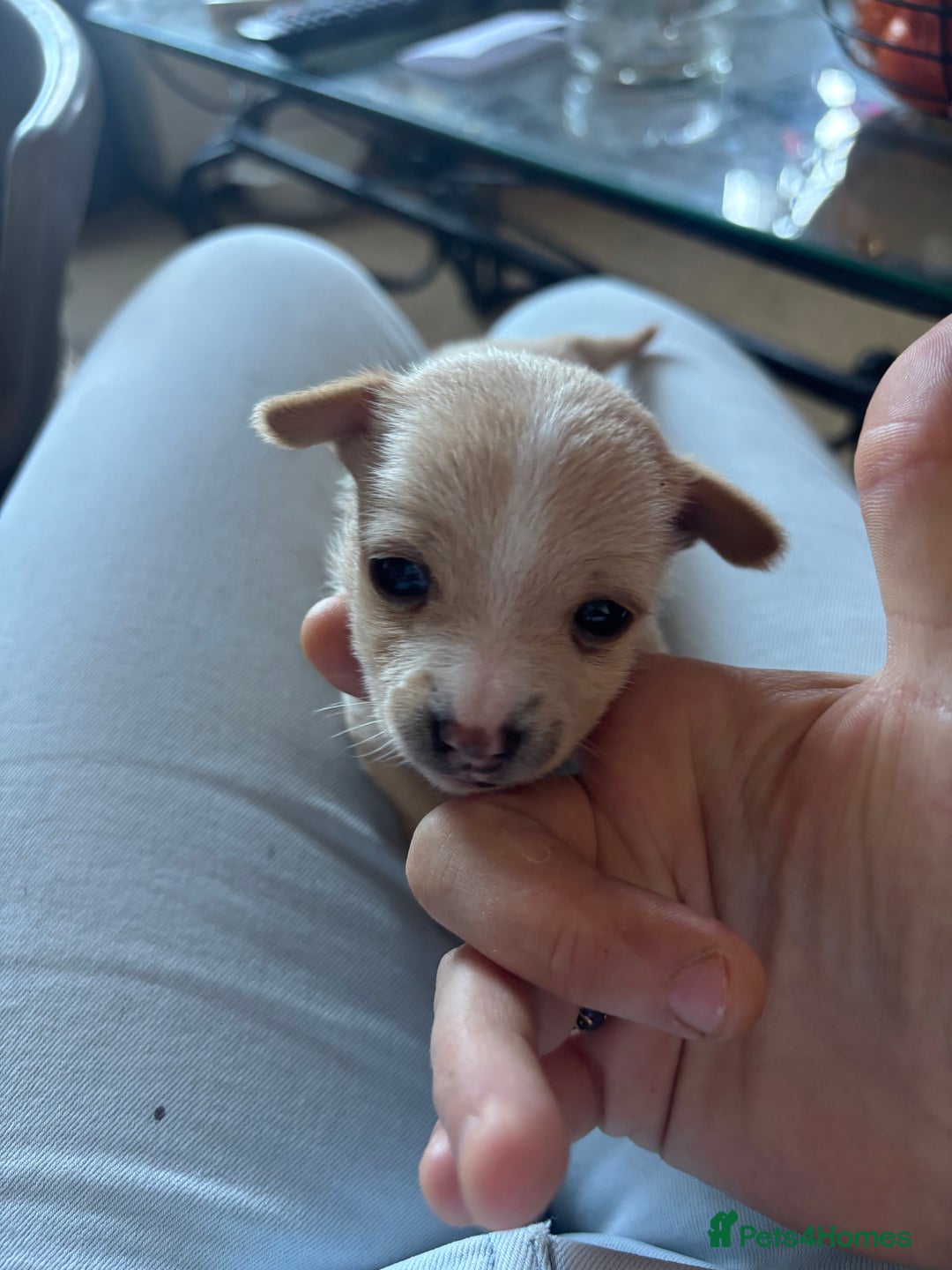 Jack Russell dogs for sale: Jack Russell puppies for sale - Image 4