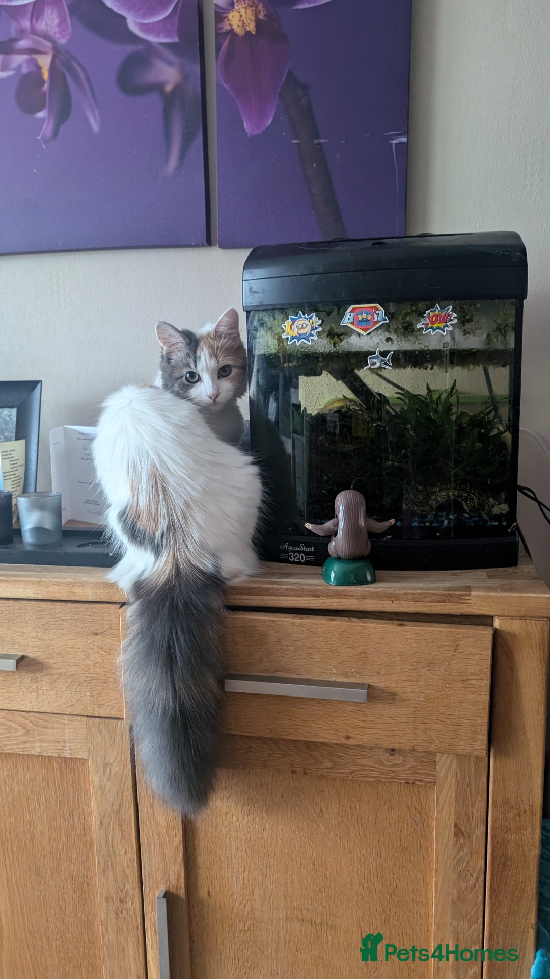 Maine Coon cats for sale: 5 Beautiful Maine Coon kittens available! 😻 - Image 29