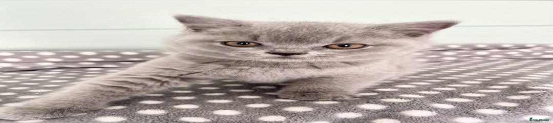 British Shorthair Kitten 3