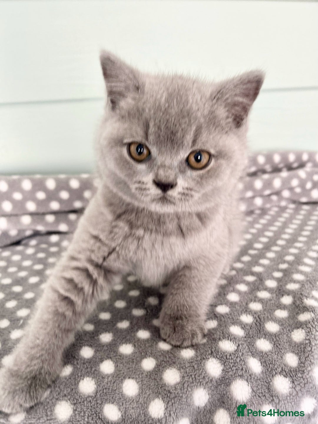 British Shorthair cats for sale: Blue/cream biocolour British short hair kitten - Image 24