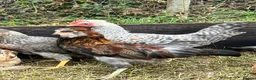 Chickens poultry for sale: Gold duckwing Araucanas blue egg layers - Advert 3