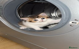 Scottish Fold cats for sale: Mixed scottish fold girl  - Advert 1