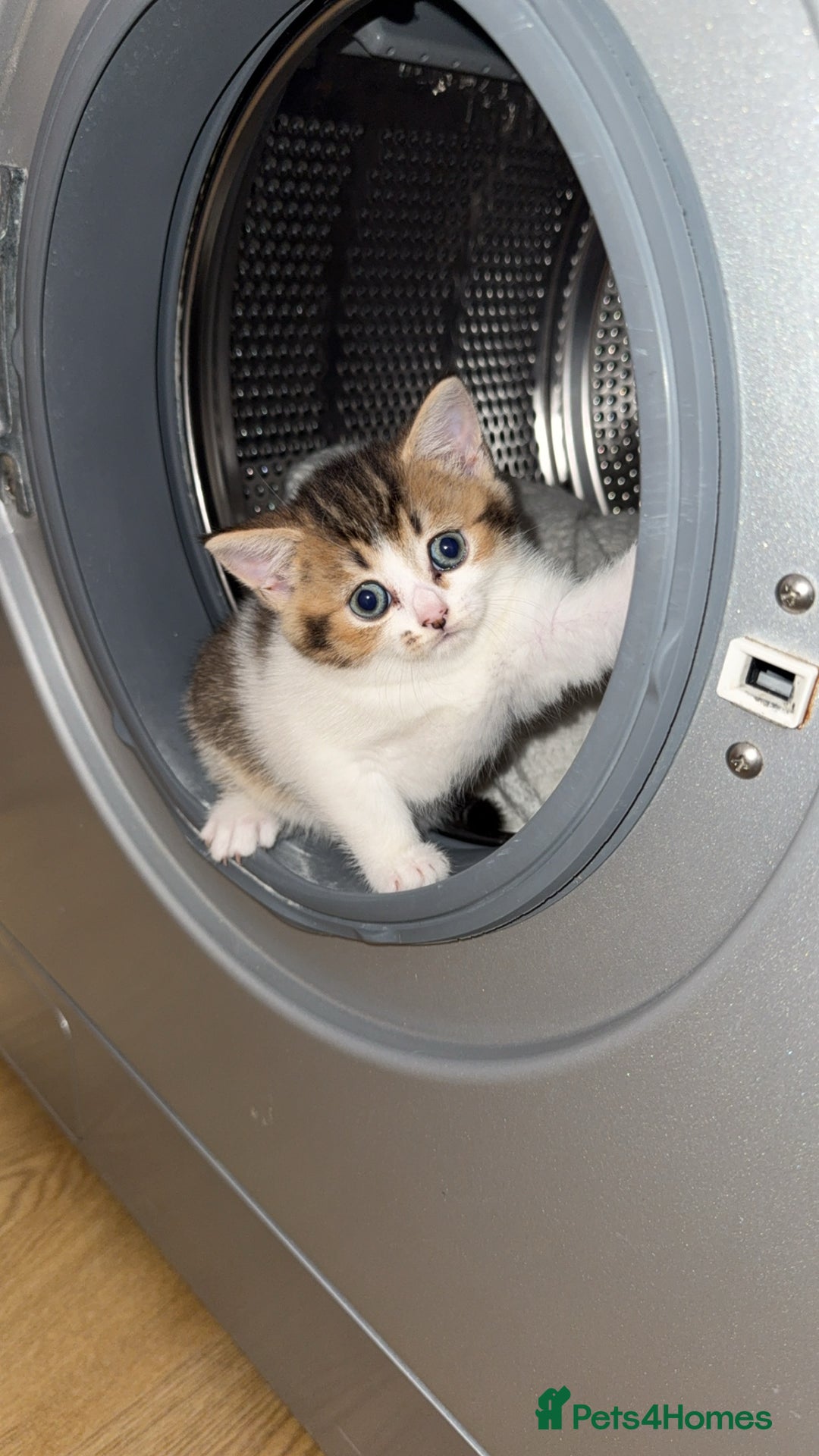 Scottish Fold cats for sale: Mixed scottish fold girl  - Advert 1