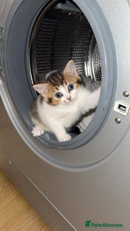 Scottish Fold cats Mixed scottish fold girl - Advert 1