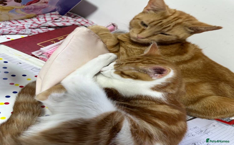 Mixed Breed cats - Advert 3