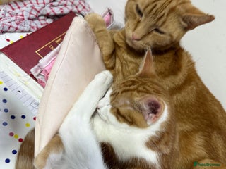 Mixed Breed cats for sale - Advert 1