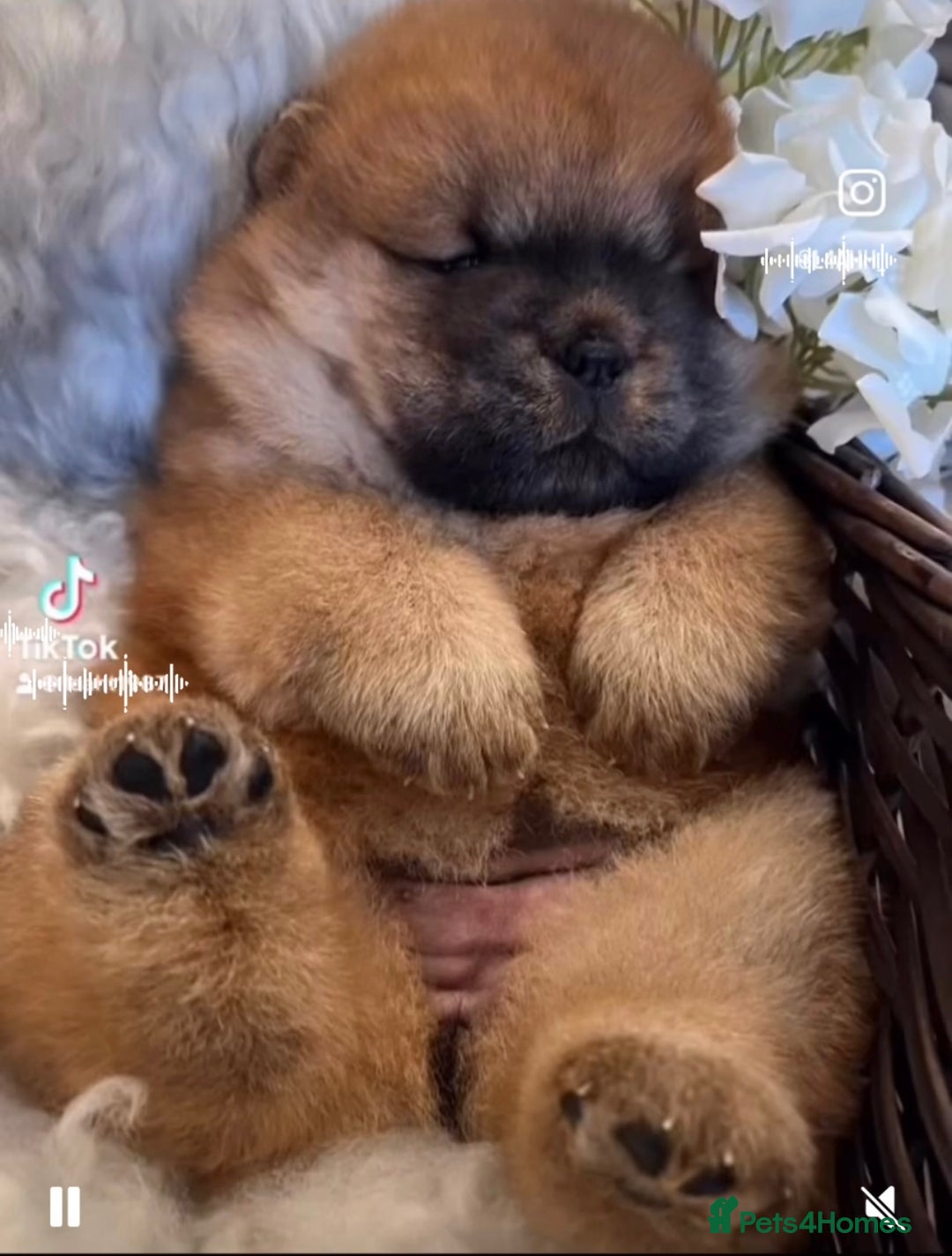 Chow Chow dogs for sale: Chow chow - Advert 2