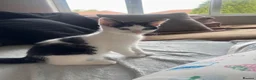 Mixed Breed cats for sale: 1/4 Maine Coon kitten  - Advert 2