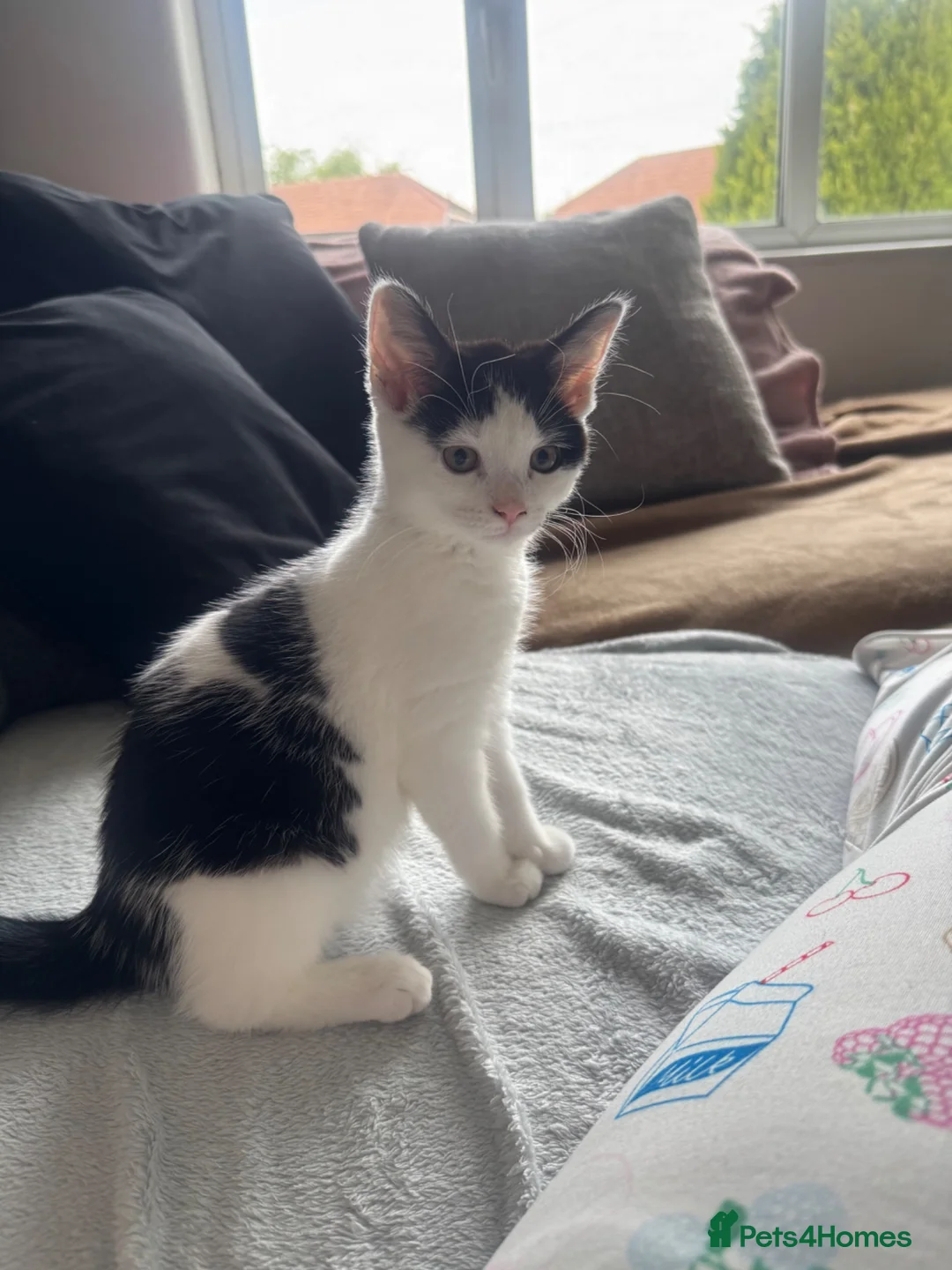 Mixed Breed cats for sale: 1/4 Maine Coon kitten  - Advert 2
