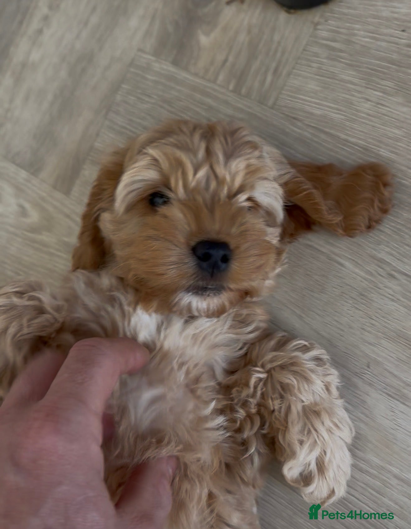 Cockapoo dogs Health Tested🌟last girls 🌟F1 Cockapoos🌟 - Advert 11