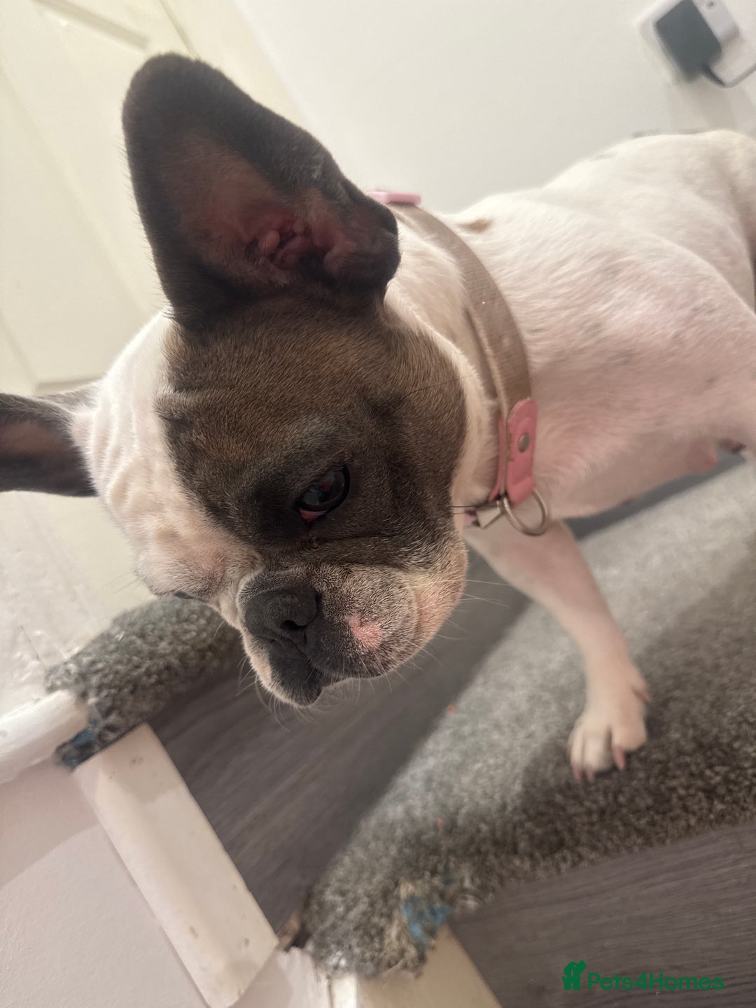 French Bulldog dogs for sale: Kropek - Image 15