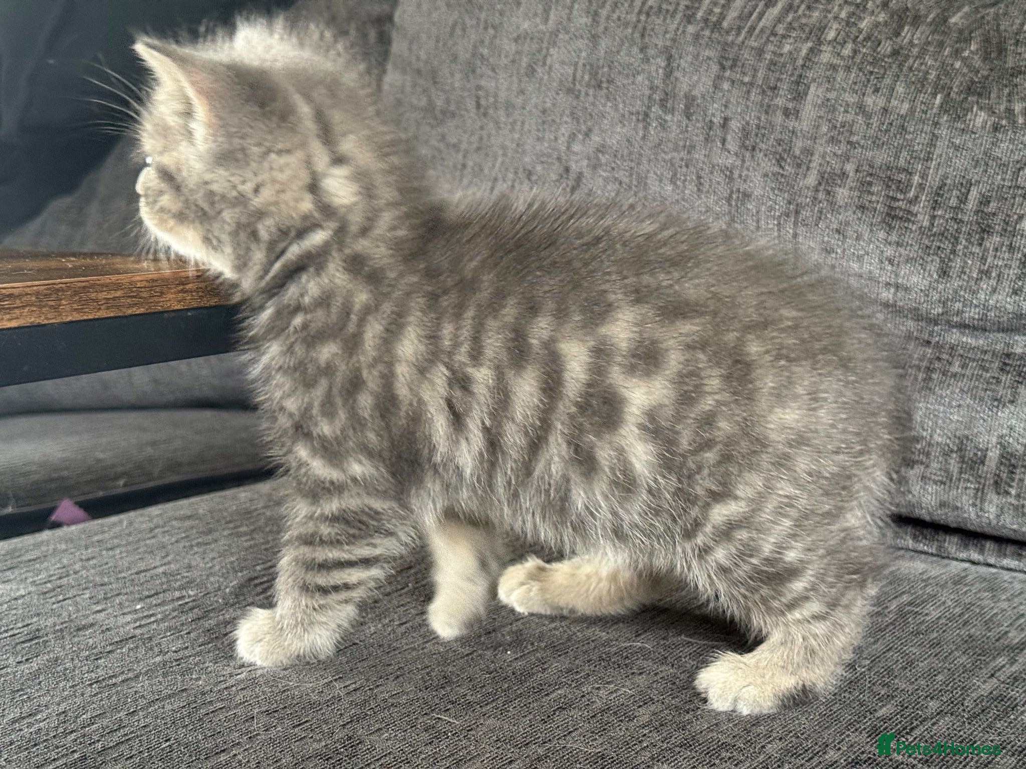 Mixed Breed cats 🐾 Beautiful British Shorthair Cross Kittens 🐾 - Advert 2