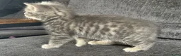 Mixed Breed cats for sale: 🐾 Beautiful British Shorthair Cross Kittens 🐾 - Advert 1