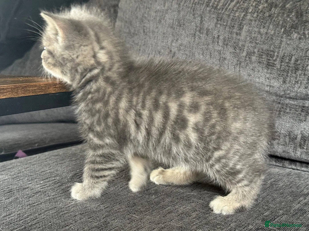 Mixed Breed cats for sale: 🐾 Beautiful British Shorthair Cross Kittens 🐾 - Advert 1