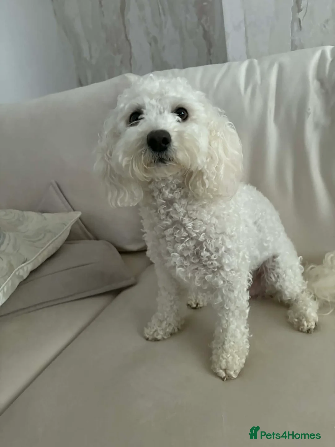 Bichon Frise dogs for sale: Daisy  - Advert 1