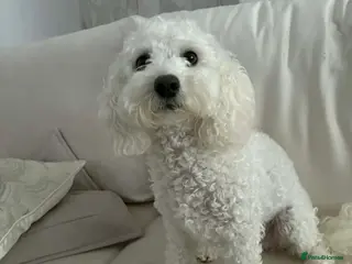 Bichon Frise dogs Daisy - Advert 10