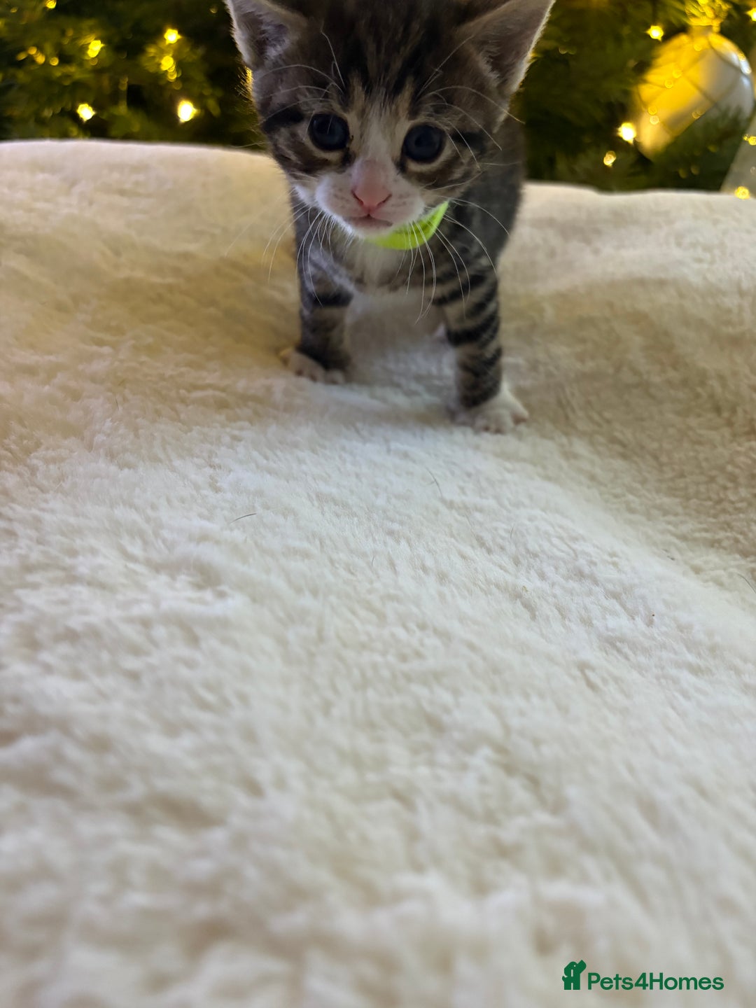 Mixed Breed cats for sale: Stunning kittens 🐱🐱🐱🐱 - Advert 12