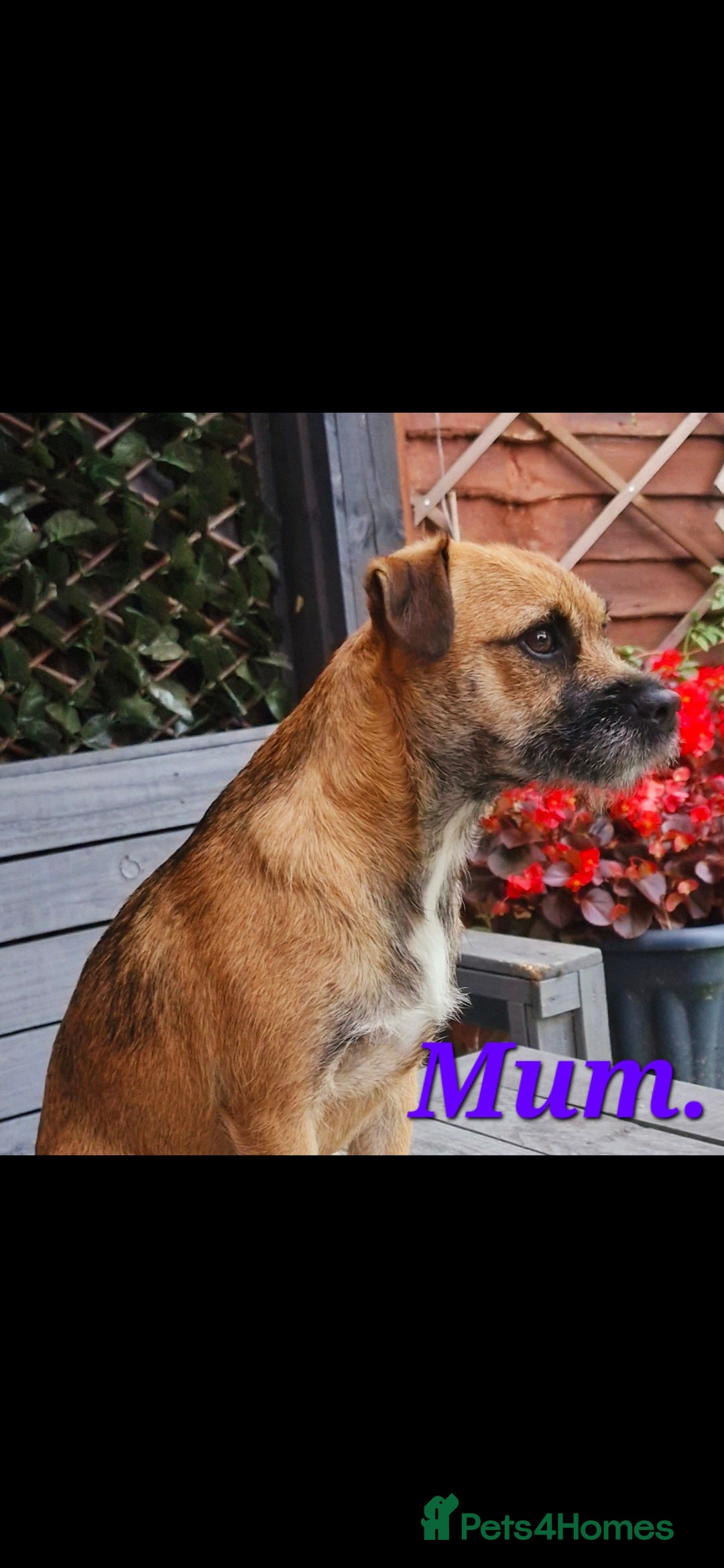 Mixed Breed dogs for sale: Border Jack Puppies. - Advert 2