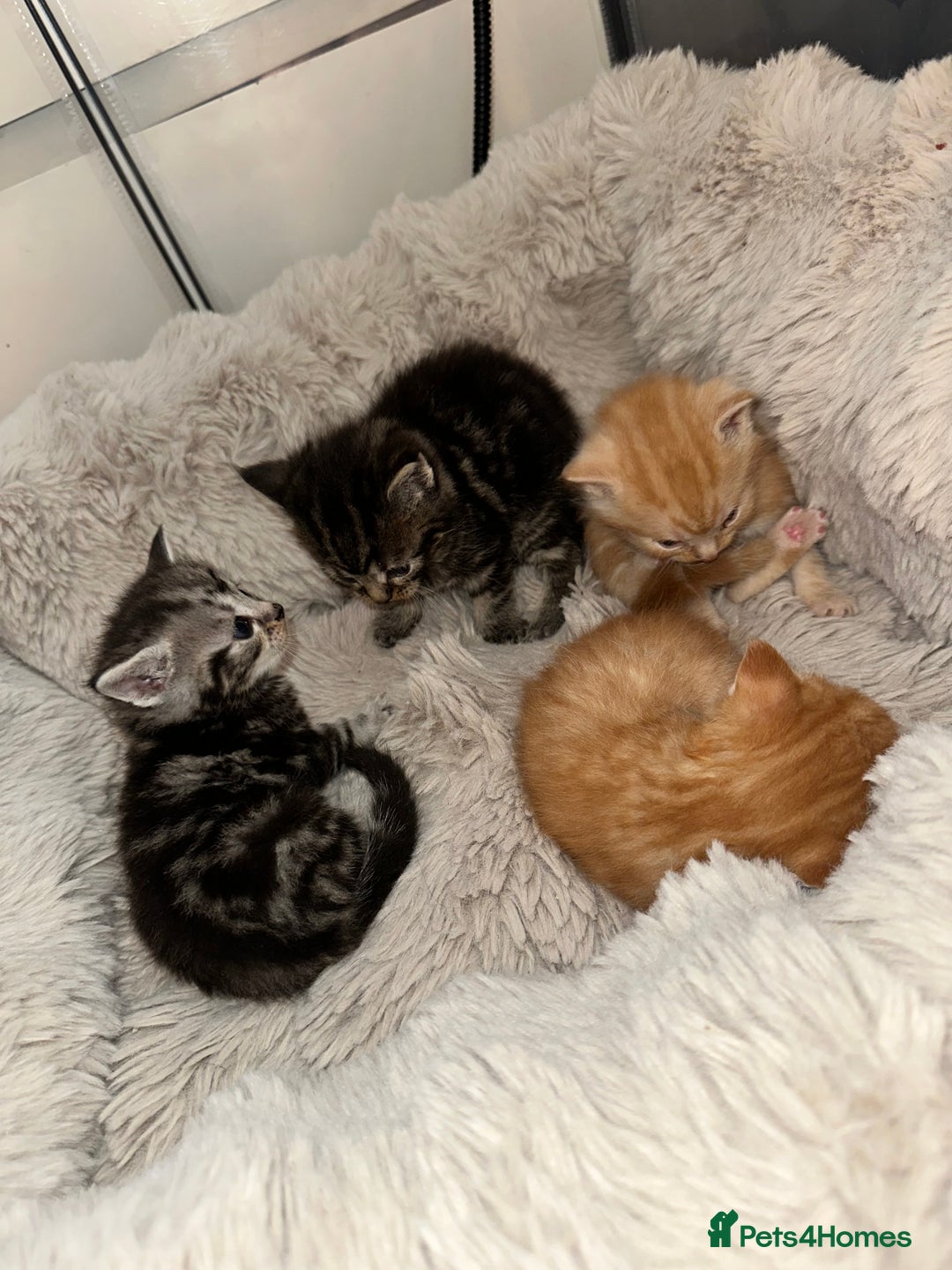 Maine Coon cats for sale: 5 MAINE COON X BABIES FOR SALE  - Advert 5
