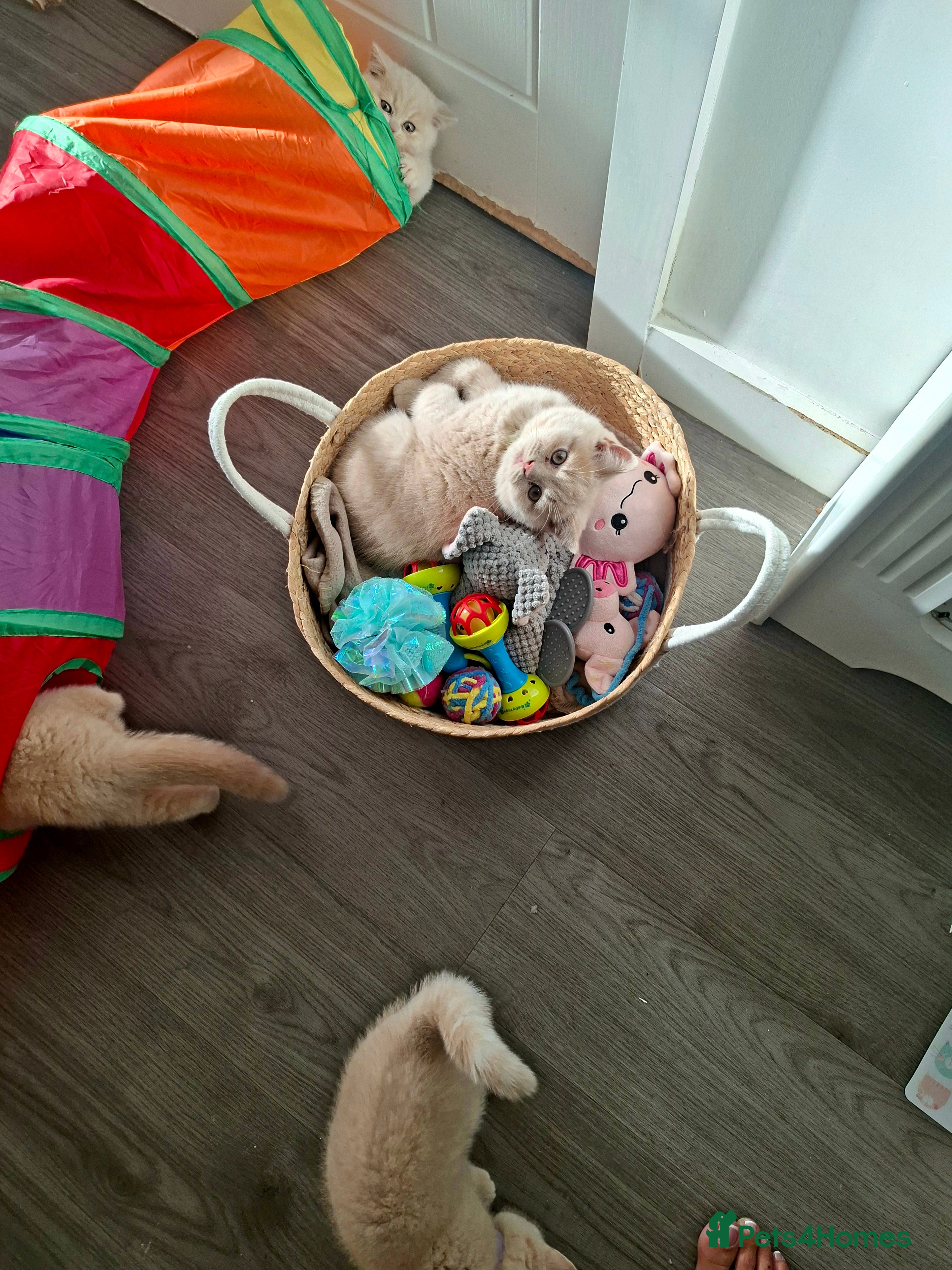 British Shorthair cats for sale: BEAUTIFUL BRITISH SHORTHAIR KITTENS - Advert 2