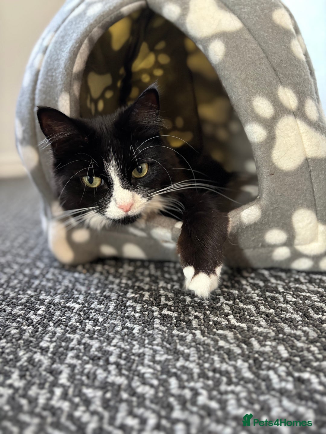 Mixed Breed cats for sale: Adult Cat - Image 1
