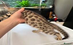 Bengal cats for sale: Three stunning Bengals reduced  - Image 24