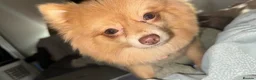 Pomeranian dogs for sale: Beautiful Healthy Puppies Ready for Loving Homes in Hayes - Advert 11