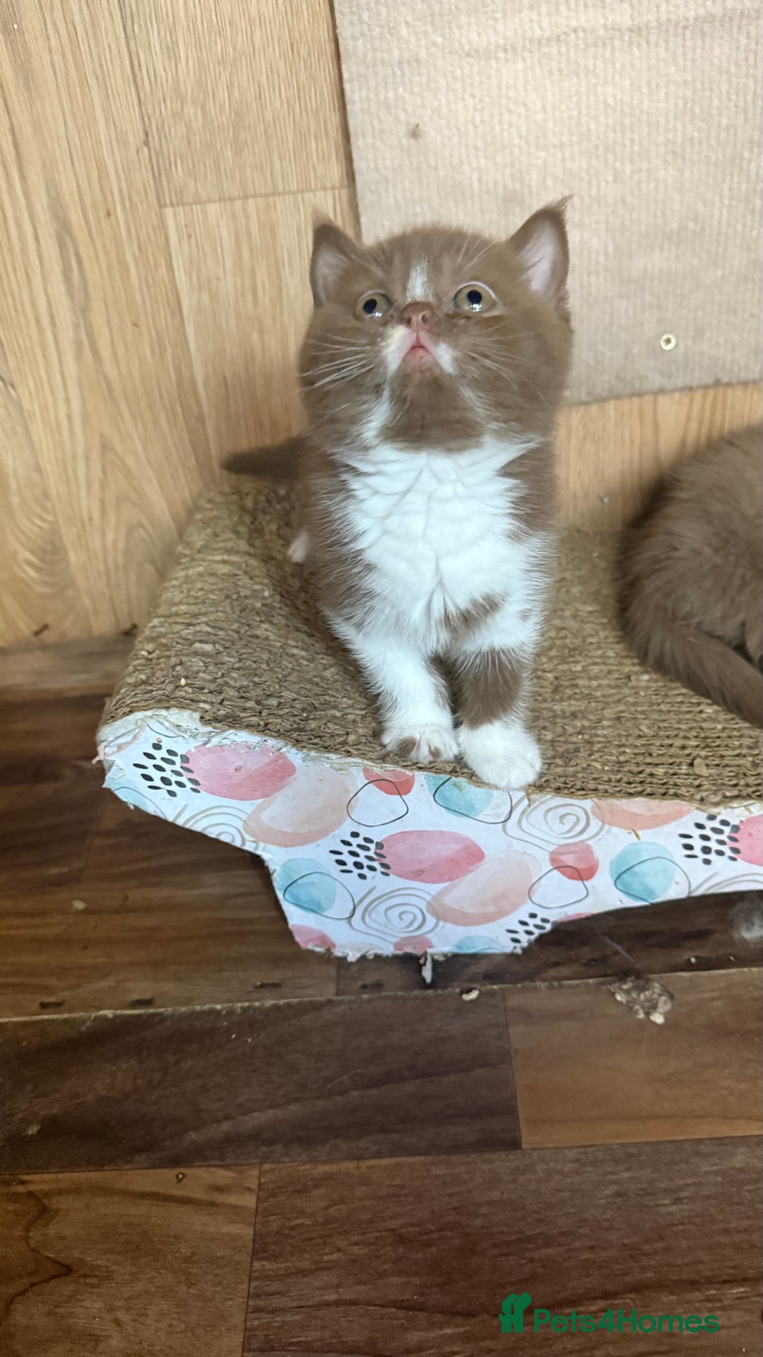 British Shorthair cats for sale: BSH kittens parents gccf - Image 18