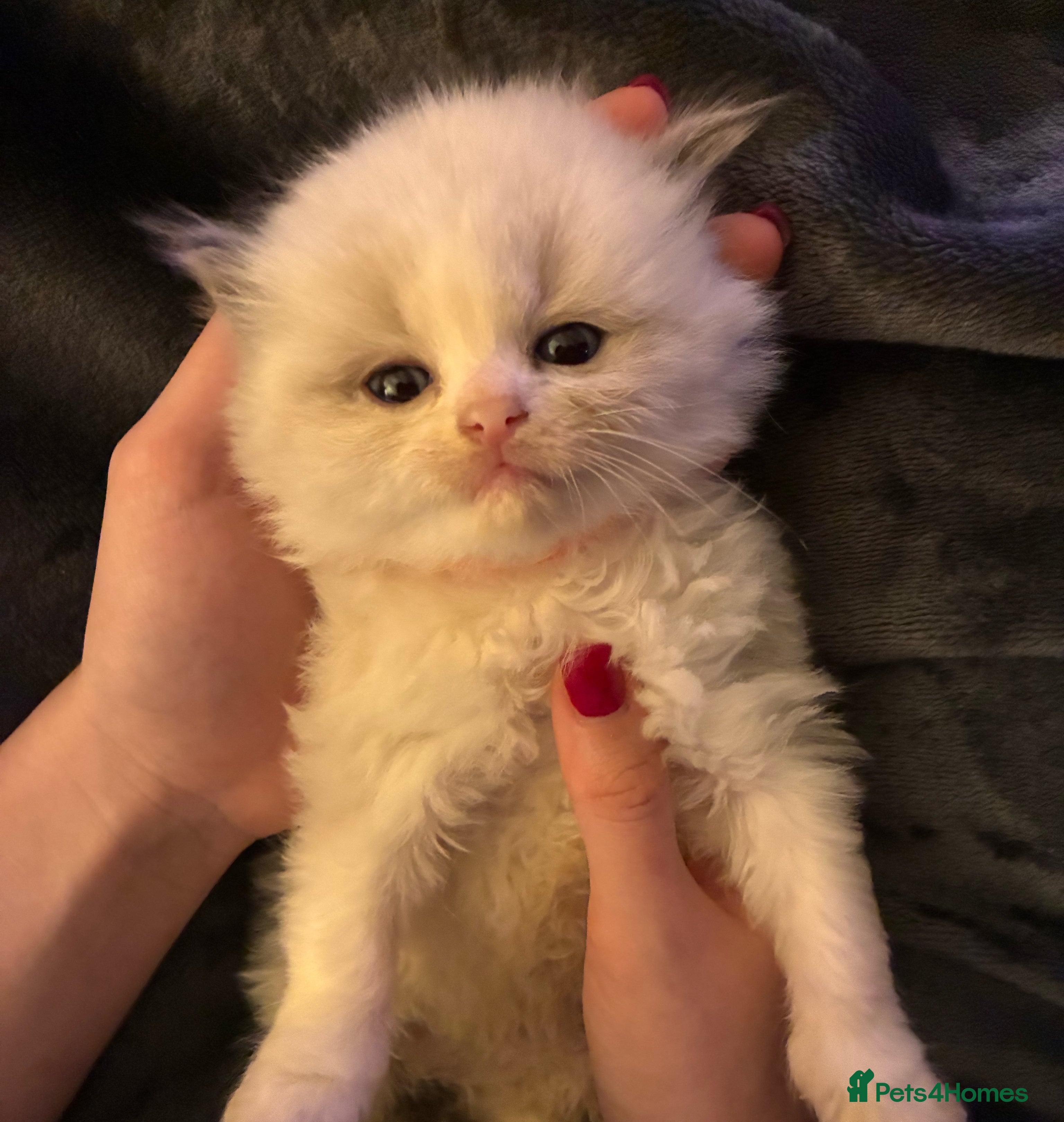 Ragdoll cats Stunning GCCF Bi-color Ragdoll Kittens - Advert 14