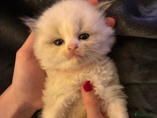 Ragdoll cats Stunning GCCF Bi-color Ragdoll Kittens - Advert 14