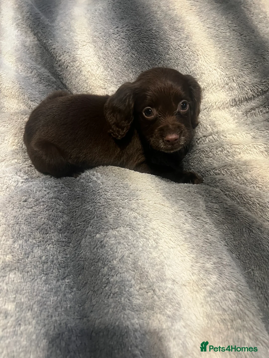 Cocker Spaniel dogs for sale: 🐾Chocolate Cocker Spaniel Puppies – Girls 🐾 - Advert 2