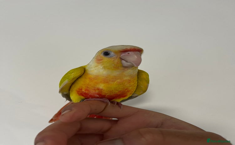 Budgerigars birds - Advert 2