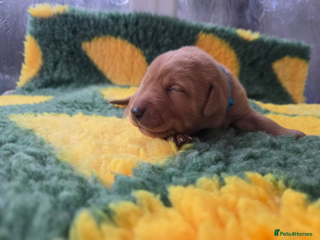 Labrador Retriever dogs for sale: KC Registered Labrador Puppies. - Advert 14