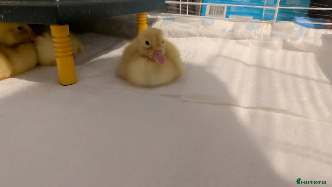 Ducks poultry for sale: Cherry Valley ducklings  - Advert 1