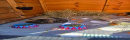 Guinea Pig rodents for sale: Approx 6 month old male long haired guinea pig  in Bewdley - Advert 3