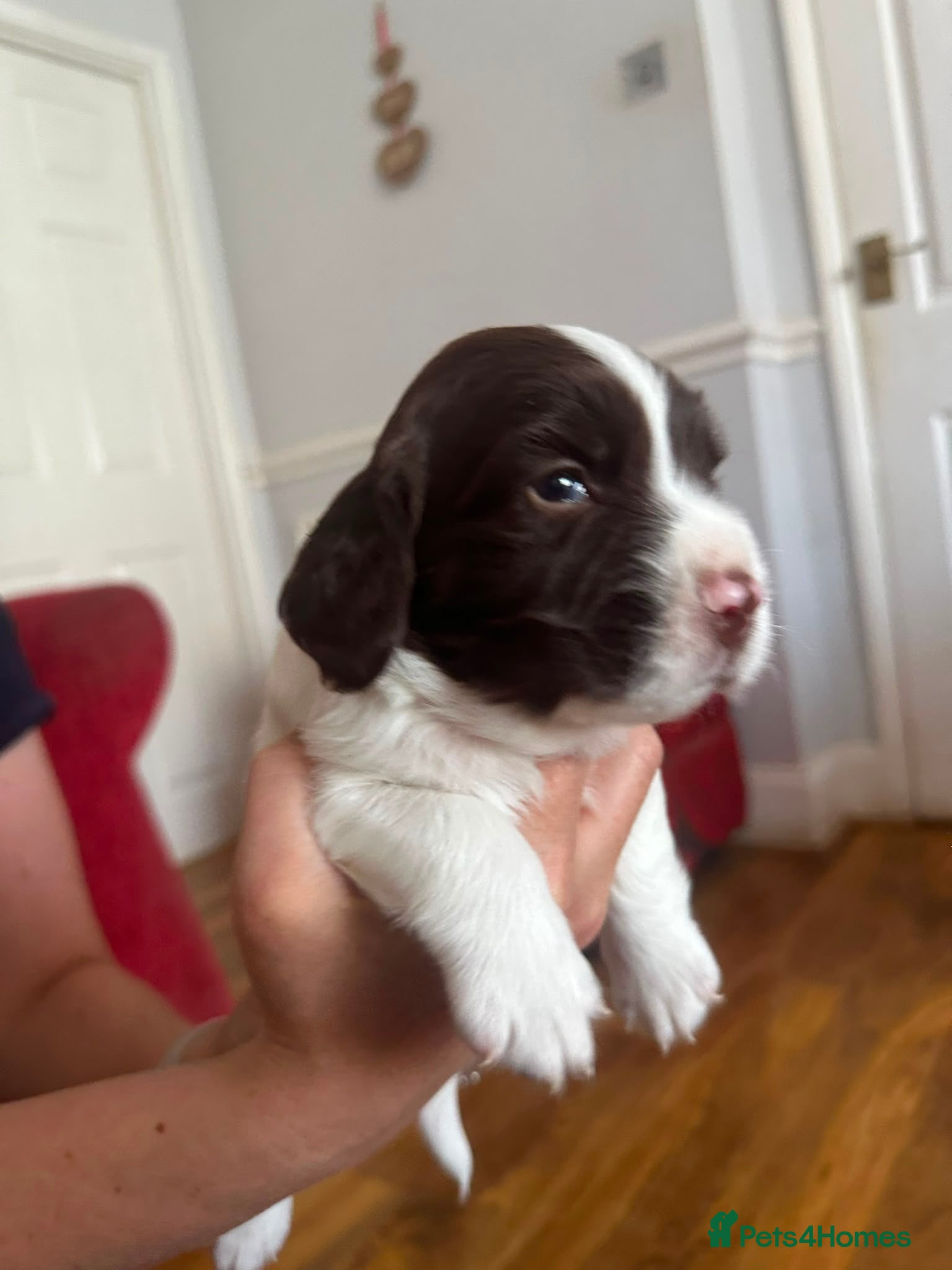 English Springer Spaniel dogs KC registered English Springer Spaniels - Advert 2