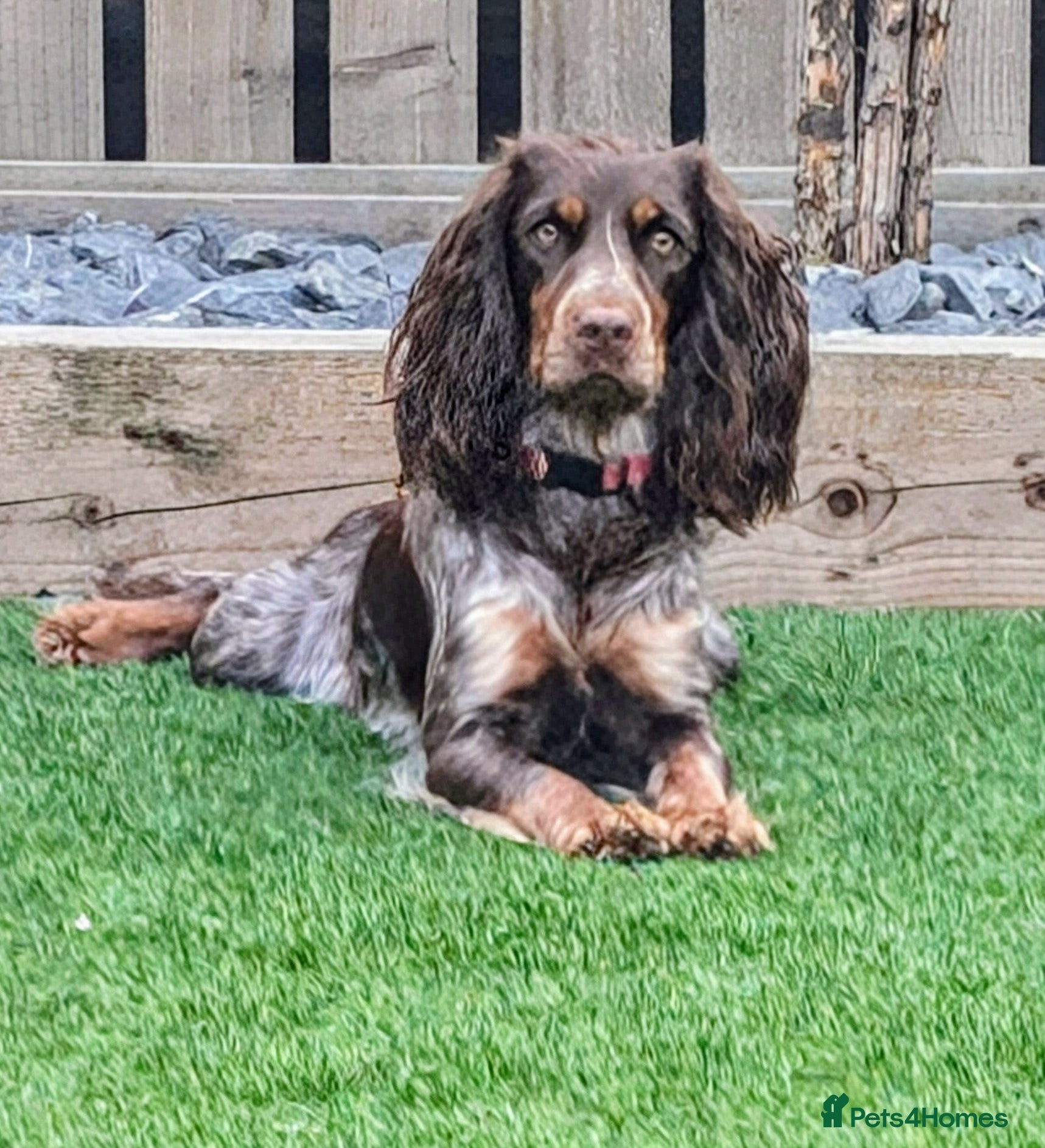 Cocker Spaniel dogs Beautiful litter of 8 cocker spaniels.   - Advert 1