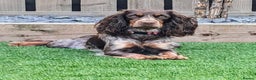 Cocker Spaniel dogs for sale: Beautiful litter of 8 cocker spaniels.   - Advert 1