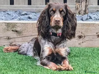 Cocker Spaniel dogs Beautiful litter of 8 cocker spaniels. - Advert 5
