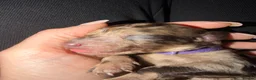 Cockapoo dogs for sale: Cockapoo experience from birth to home 12.5.26 🥰 - Advert 18