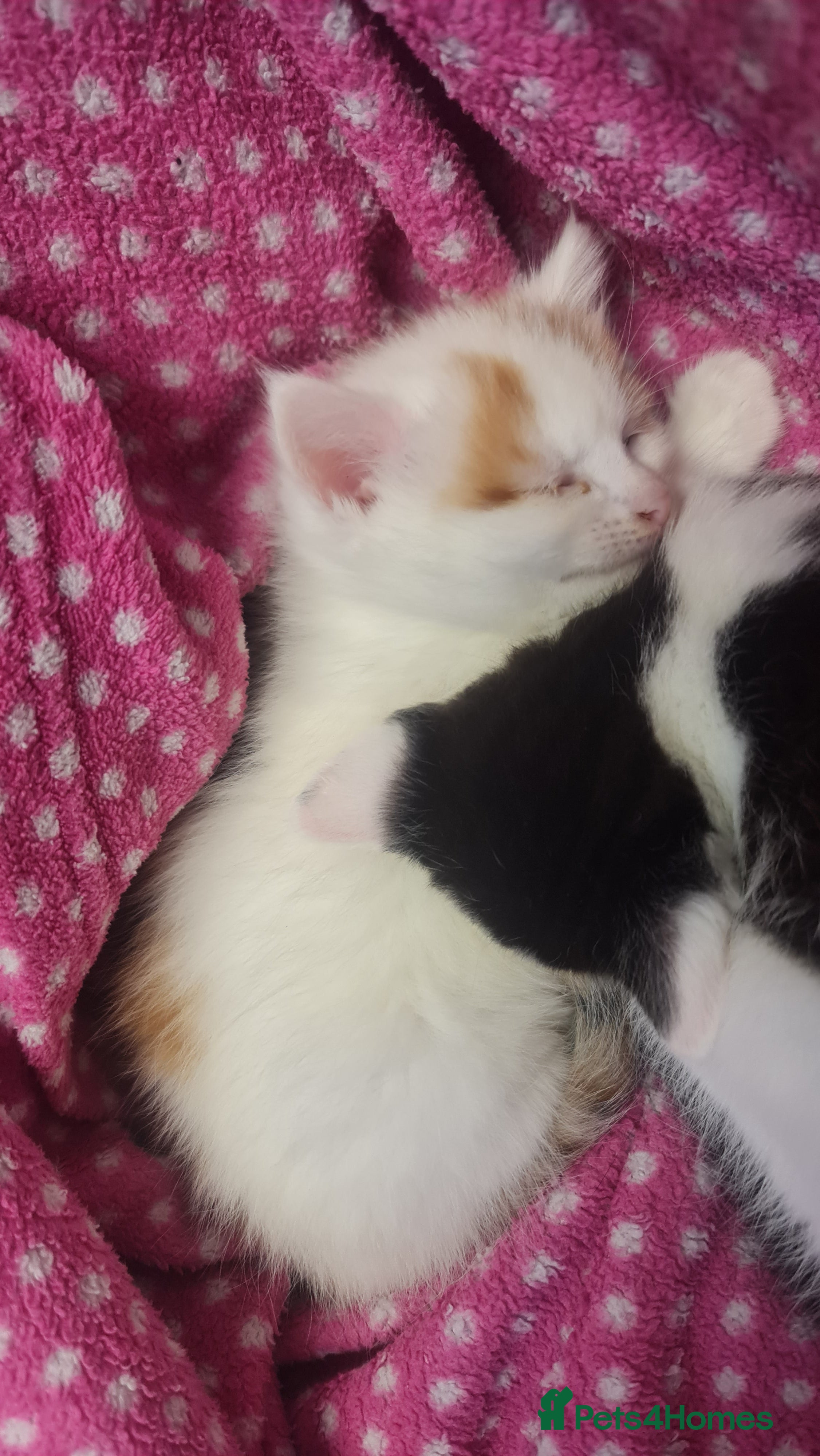 British Shorthair cats Kittens - Advert 3