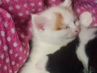 British Shorthair cats Kittens - Advert 14