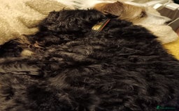 Mixed Breed dogs for sale: Patterdoodle /Patterpoo - Image 4