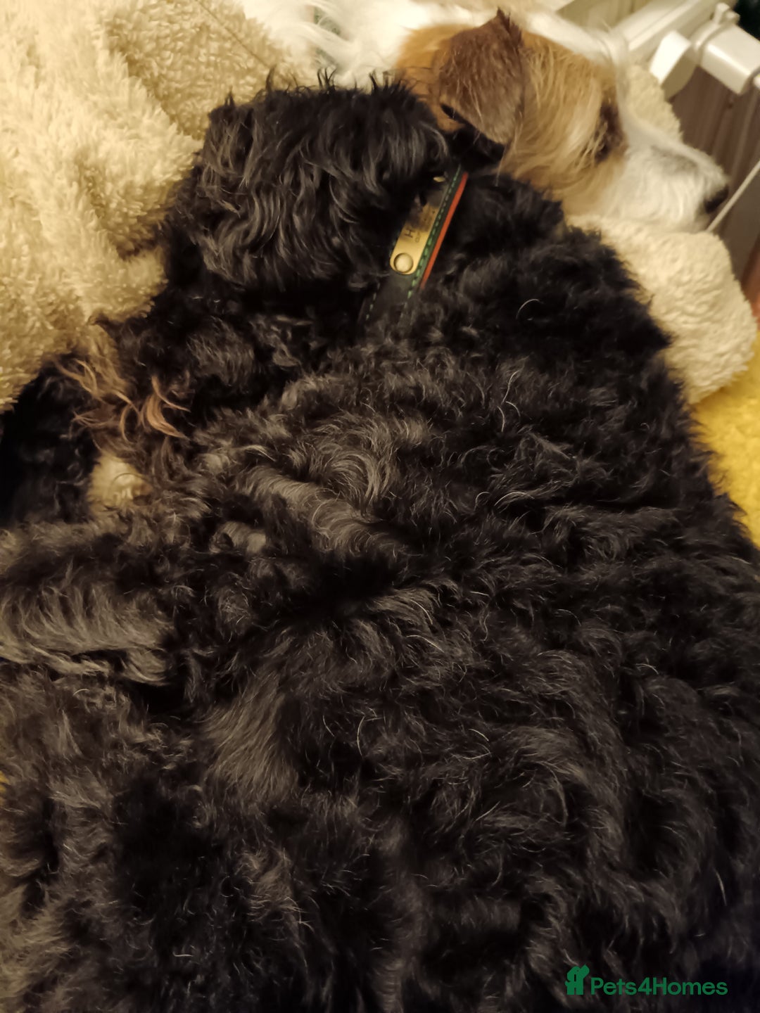 Mixed Breed dogs for sale: Patterdoodle /Patterpoo - Image 4