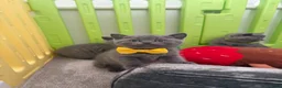 American Shorthair cats for sale: £400 each Last 2 boy British short hair kittens  - Advert 24